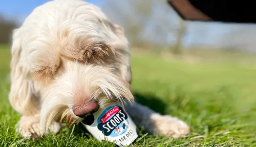 Vanilla Ice Cream for Dogs