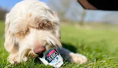 Ice Cream for Dogs